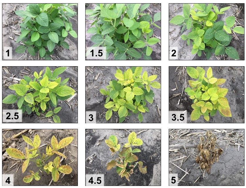 Iron Deficiency Chlorosis in Soybean NDSU Agriculture